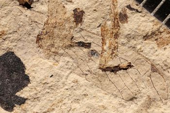 Media type: image;   Entomology PALE-17087